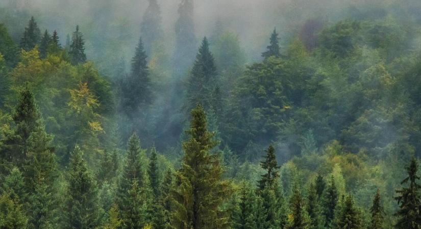 Rejtett védelmi rendszer: a növények nem hagyják magukat