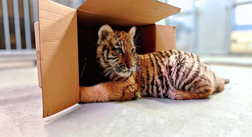 Meglepett a tiszafüredi tigris ügye? Több magyar háztartásban lehet egzotikus állat, mint gondolnád