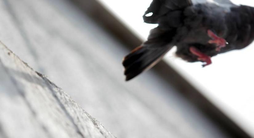 Ha ilyen színű autót veszel, nehezebb lesz takarítani: vonzza a madárürüléket