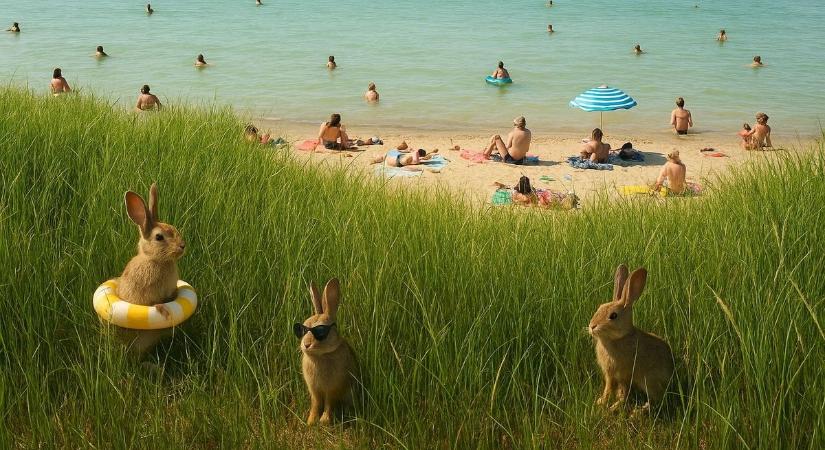 Jövőre már nem lehet nyulat tartani a siófoki strandok füvében