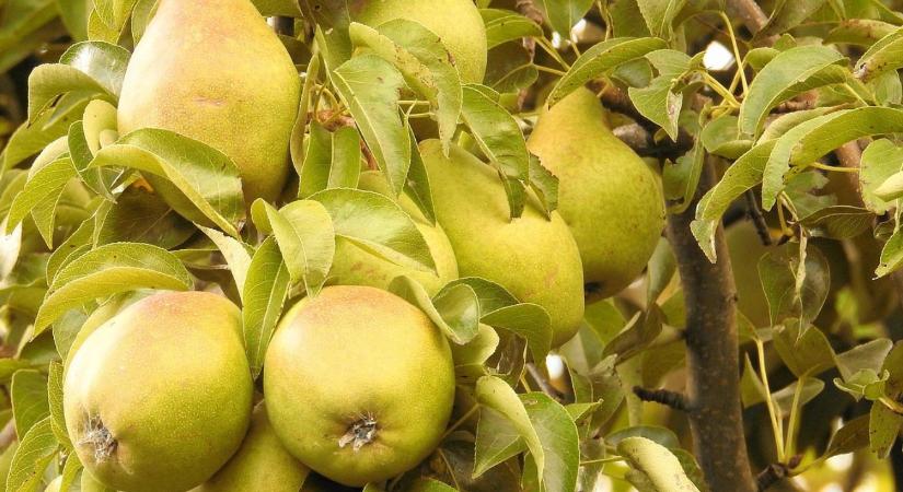 Körtefák téliesítése – mit bírnak jobban, mint a többi gyümölcs?