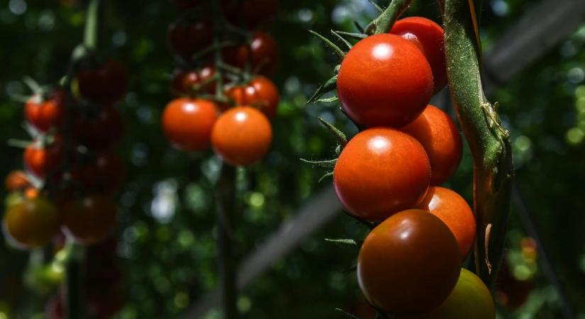Épp attól lehet drágább a paradicsom és a paprika a termelők szerint, ha megtartják az árrésstopot