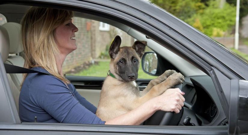 Mit keres egy kutya a sofőr ölében?! - olvasónk kiakadt