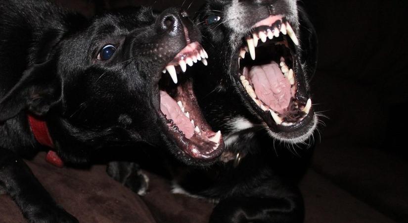 Elszabadult kutyák miatt halt meg egy idős ember a Mosonmagyaróvár közeli településen