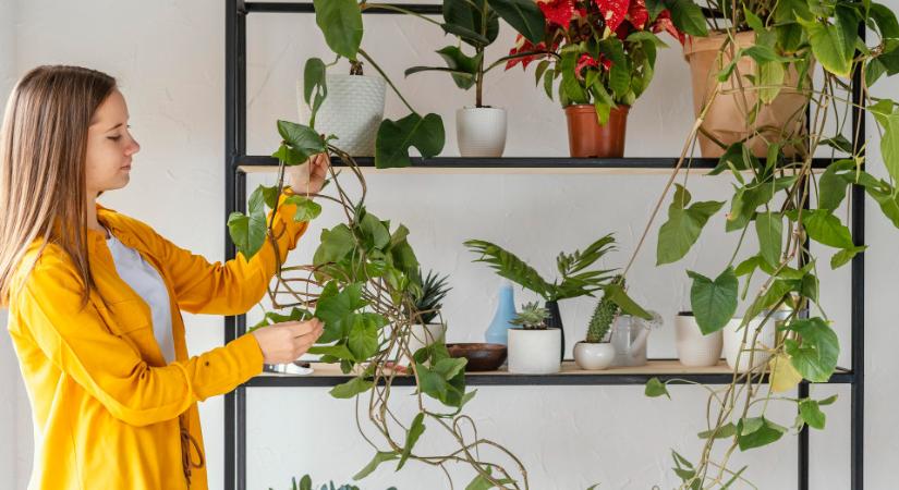 Ha télen hullanak a szobanövények levelei, ezt kell tennie