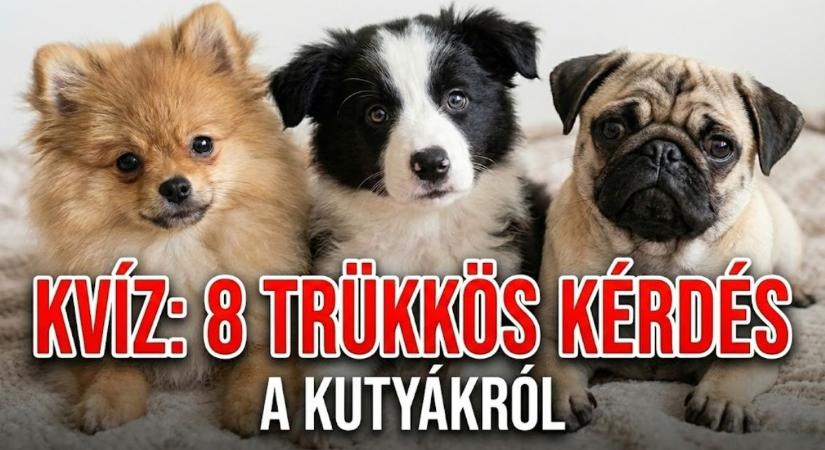 Kvíz: 8 trükkös kérdés a kutyákról, amit csak a legnagyobb állatbarátok tudnak hibátlanul megválaszolni!