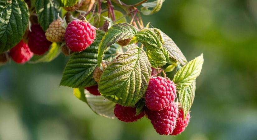 Bogyós gyümölcsök téli védelme – málna, ribizli, szeder útmutató