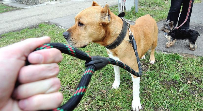 Veszélyes pórázokra, akváriumlámpákra figyelmeztet a hatóság