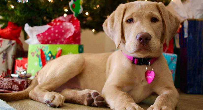 Ne ajándékozzunk élő állatot karácsonyra