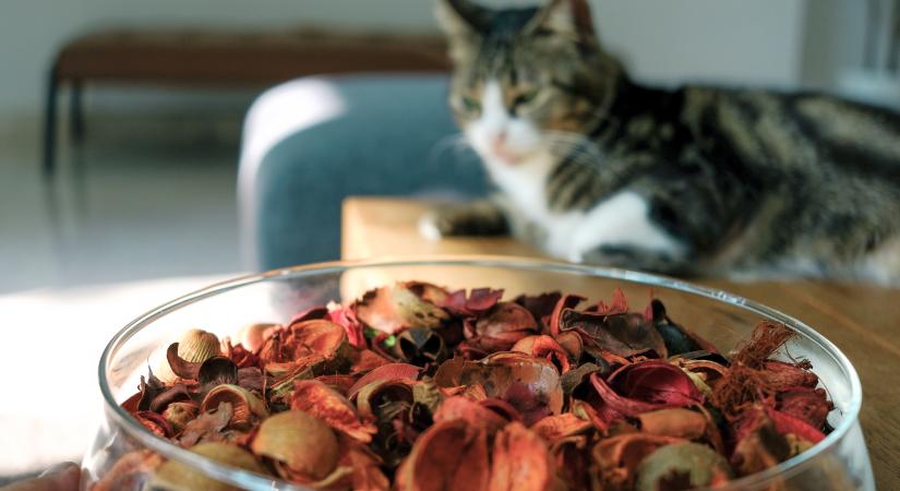 Ez az illatos dekoráció árthat a macskáknak