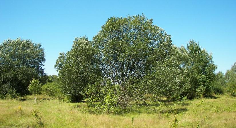 Két szavazattal nyert, ez lett az Év Fája: húsvétkor a barkáival nyűgöz le!