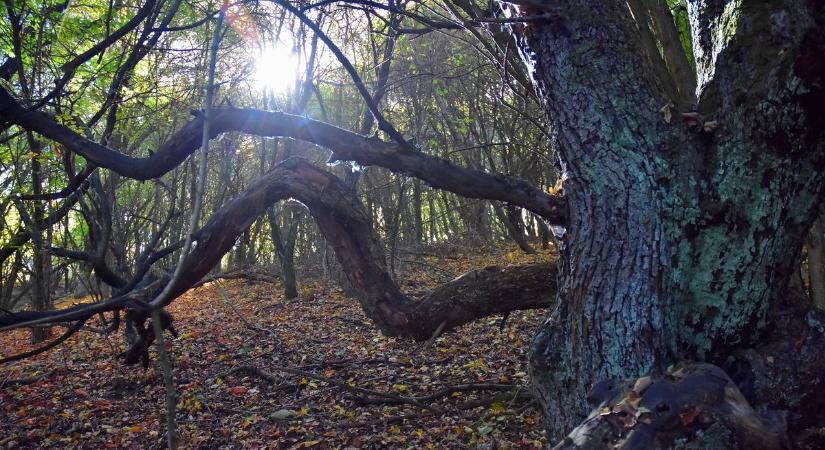 Az ország legidősebb almafájánál