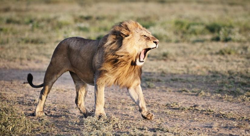 Oroszlán tépte szét, mégis túlélte a találkozást egy 6000 évvel ezelőtt élt férfi