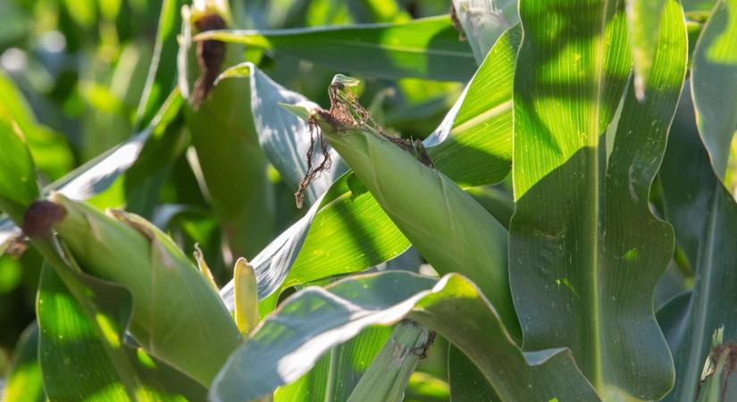 Elemző: a gyenge kukorica- és gyümölcstermés húzta le idén a mezőgazdaságot