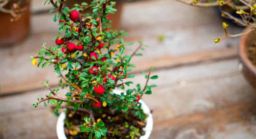 A sztárkertész szerint bárki tud a panelben a balkonján is gyümölcsöt termeszteni