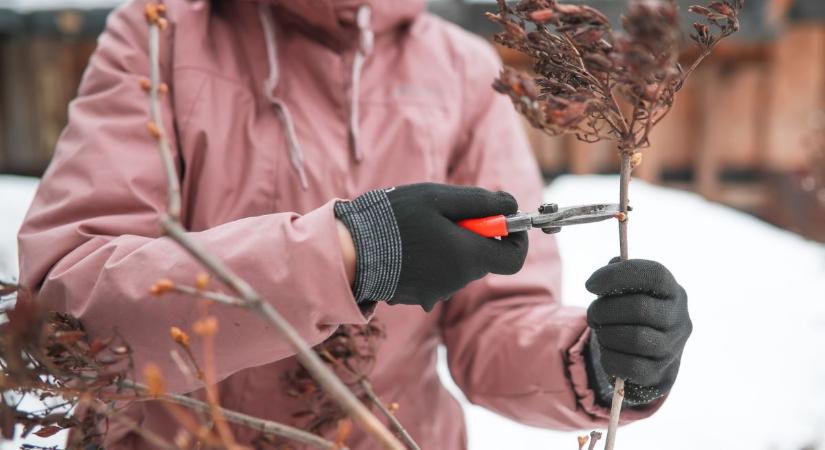 Bőséges virágzás tavasszal? Ezt a 10 növényt kötelező megmetszened decemberben