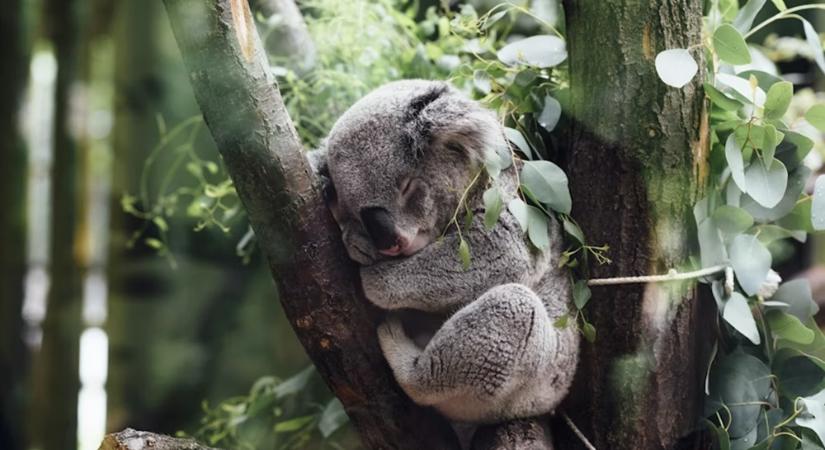 A koalák és az alvás világrekordja – miért érdemes megirigyelni az eukaliptuszdiétát?