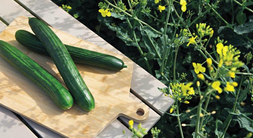 Ehető növényi alapú uborkacsomagolással rukkolt elő a Saveggy