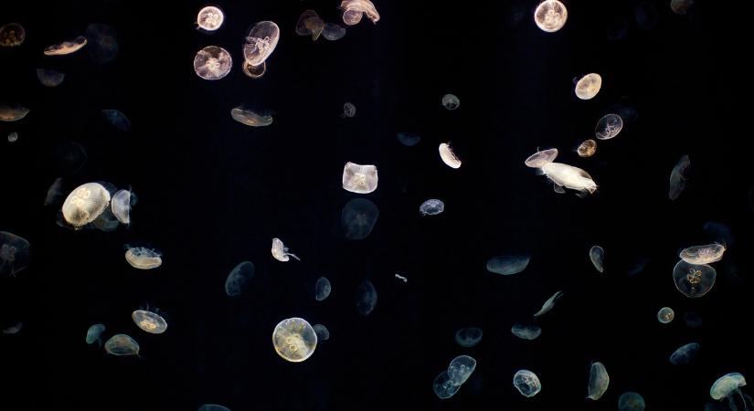 Mindent átírhat: kétszer kezdődött a komplex élet a Földön