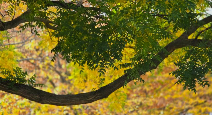 "Dunaújváros fái a négy évszakban" - őszi ciklus