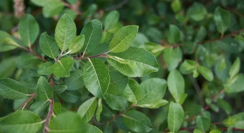 Mutatjuk 2026 legszebb fáit - Nem hiszed el, mi lett a befutó