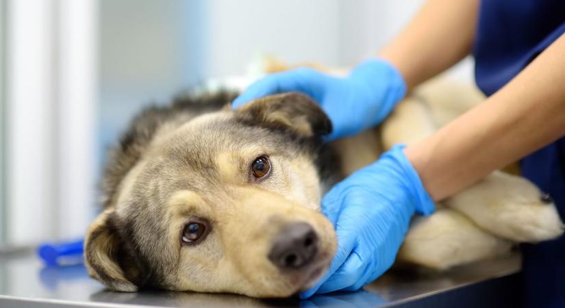 Januárban megváltozik a nagymágocsi kedvencek élete – a gazdik már tudják, mi vár rájuk