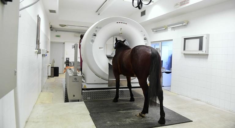 Hiába ellenezték a lakosok, a kormány lőteret épít az üllői lógyógyászati klinika mellé