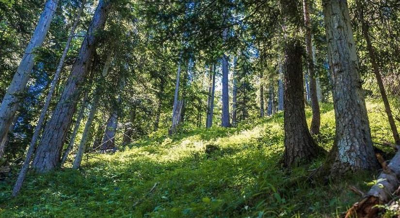 Halálos baleset Ausztriában: belehalt sérüléseibe a munka közben megsebesült erdész