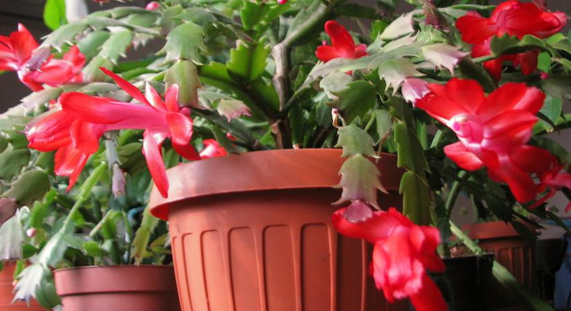 A szobanövény, amely decemberben kezd virágozni – mert egyszerűen nem érdekli, hogy tél van