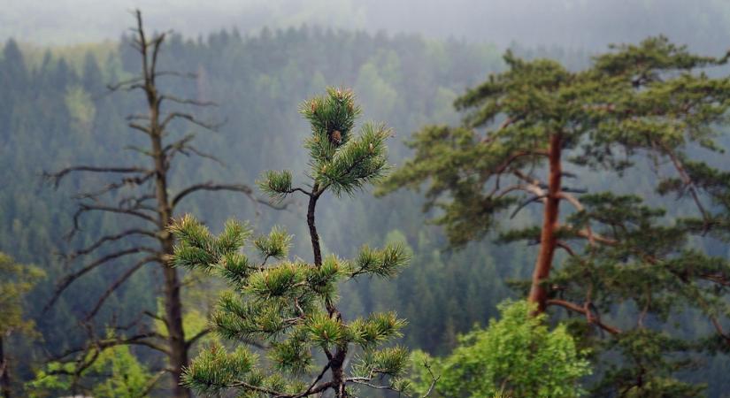 Havasi törpefenyők – a kert szívós, mókás hegylakói