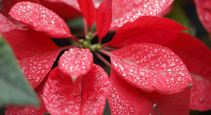 A mikulásvirág így lesz hónapokig szép, a virágboltosok titkos trükkje