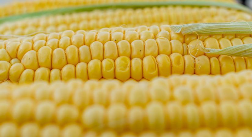 Az AGRO Masters Békés vármegyei partnere részletesen értékelte a STINE alacsony habitusú hibridét az idei szélsőséges szezon végén!