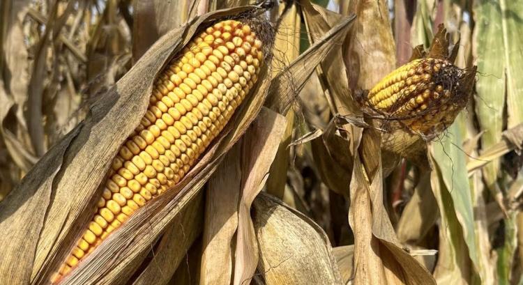 Stressztűrő kukoricák – koraitól a silóig