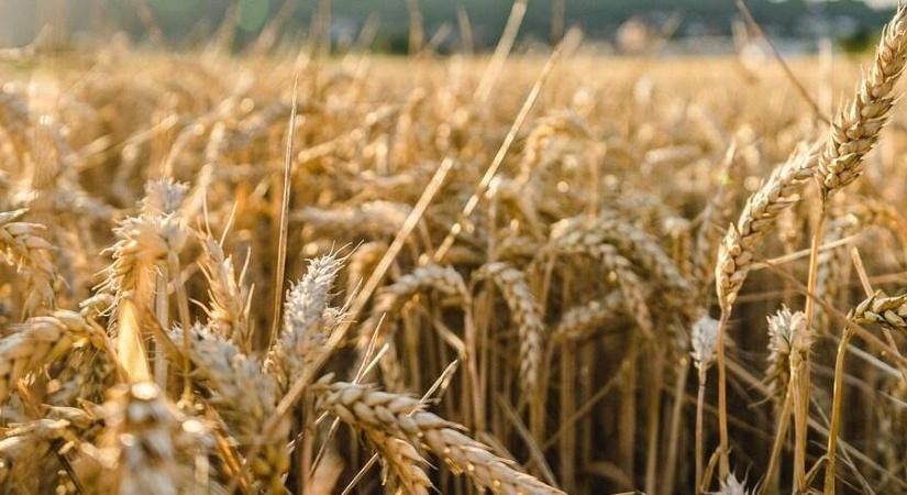 Elborzasztó régészeti leletek kerültek elő egy verebélyi búzatábla alól, a kutatók sem értik