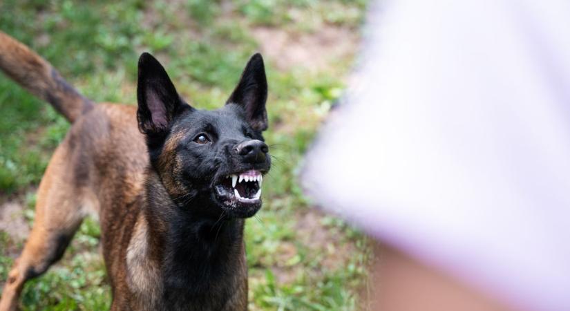 Kiszabadult kutyák sebeztek halálra egy 80 éves férfit