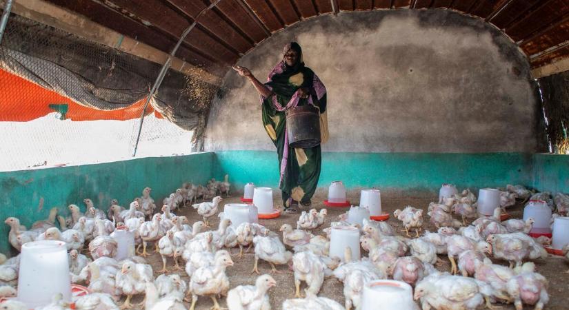 FAO: Szeptember óta lejtmenetben a nemzetközi élelmiszerárak