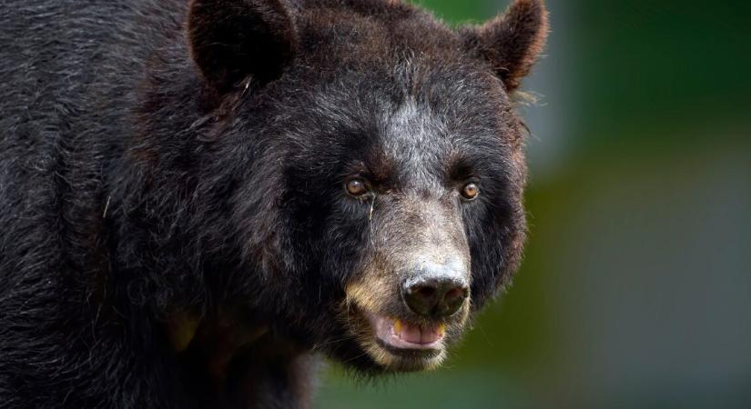 Egyszer csak megjelent egy medve a karácsonyi ünnepségen