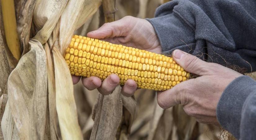 Növelje a termésbiztonságot strapabíró hibridekkel!