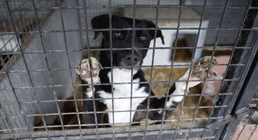 Bűnügyi felügyelet alatt a gyepmester: hamarosan eldől, hogyan működhet tovább az ebrendészet