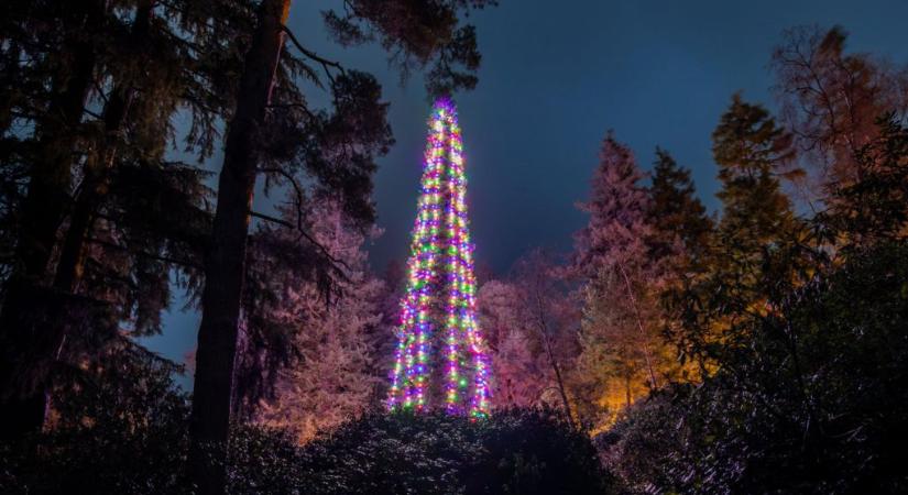 A világ legmagasabb élő karácsonyfája: elképesztő trükkökkel dekorálták