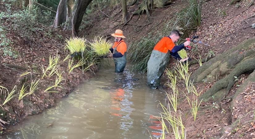 Őshonos fűfélével ültetik be a folyópartot a gazdák
