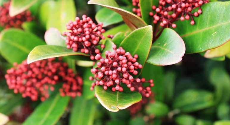 Japán dérbabér gondozása: mutatjuk, mire kell figyelni