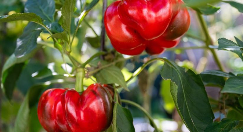 A vevők is jobban járnának, ha a paprika és paradicsom árrésstopja nem maradna fenn tavaszra