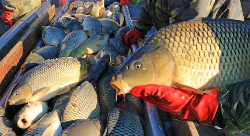 Karácsonyi hal hazai forrásból – a tudományos háttér garantálja a minőséget