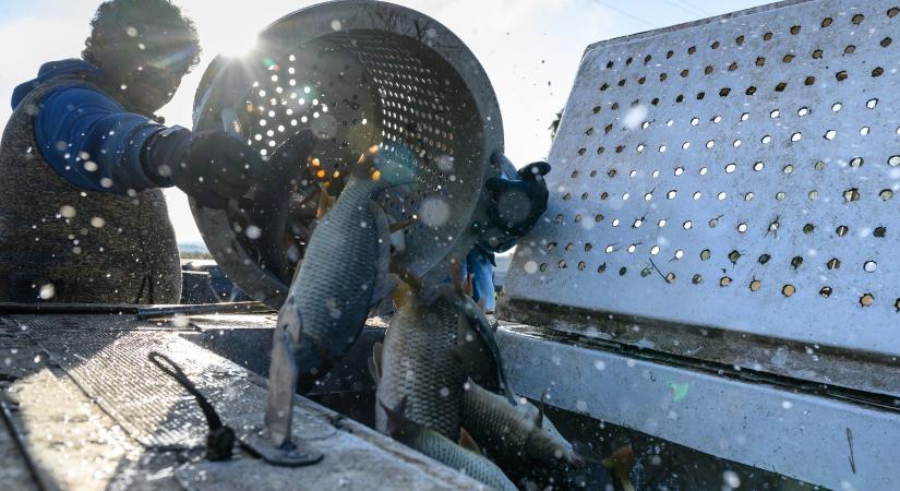 Lesz elég hal a karácsonyi asztalra