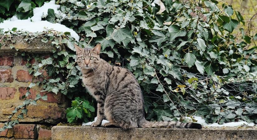 Ezt a 3 kerti munkát még idén el kell végezni