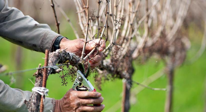 Növényvédelmi előadás Zalában