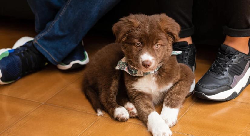 Nem javasolják élő állat ajándékba adását az állatvédők