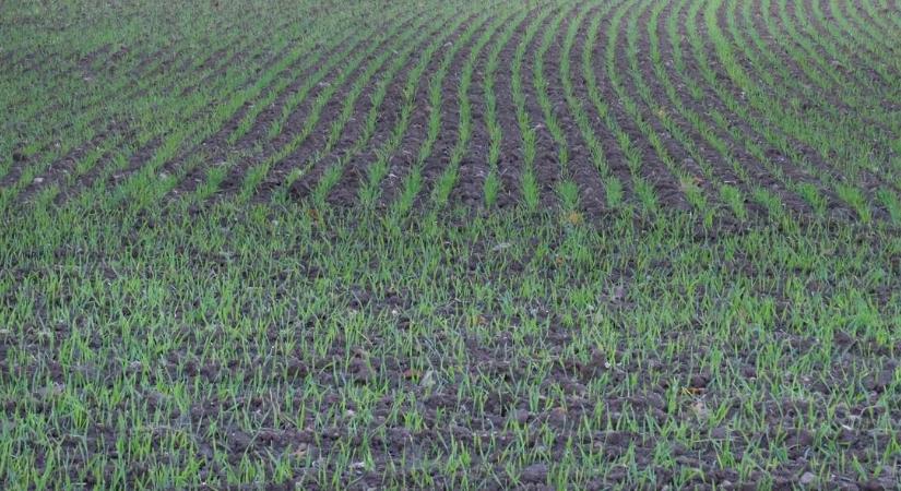 Szándékosan vetették túl sekélyre a gabonát, ez történt vele