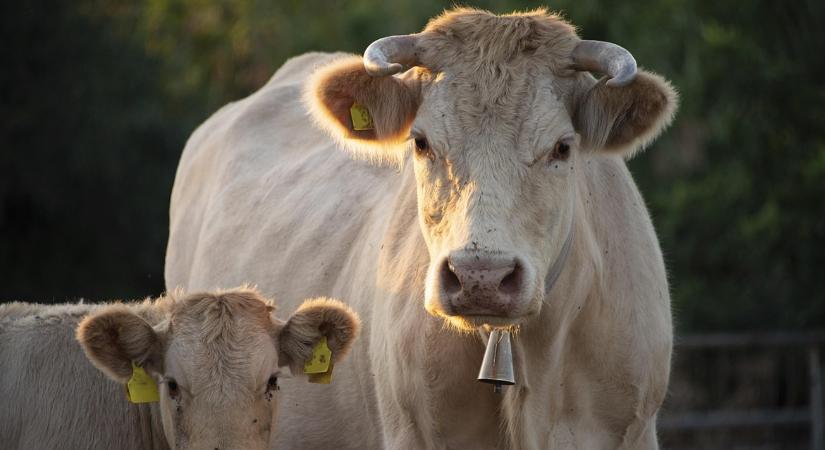 Szétfeszül a húságazat, fényévekre került egymástól a két fő fajta ára